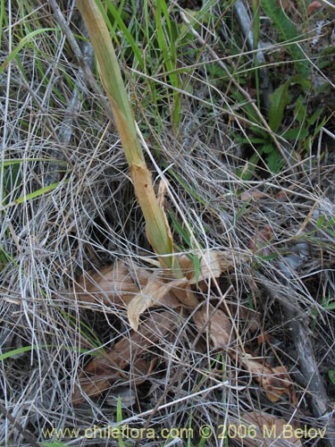 Фотография Chloraea heteroglossa (orquidea blanca). Щелкните, чтобы увеличить вырез.