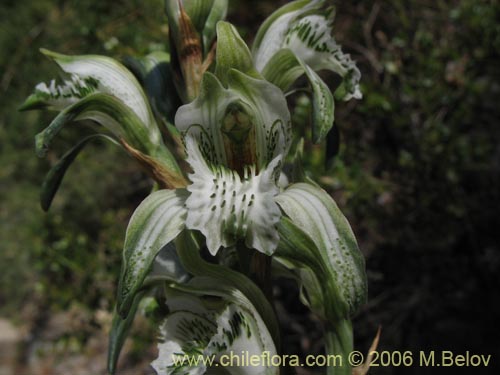 Bild von Chloraea heteroglossa (orquidea blanca). Klicken Sie, um den Ausschnitt zu vergrössern.