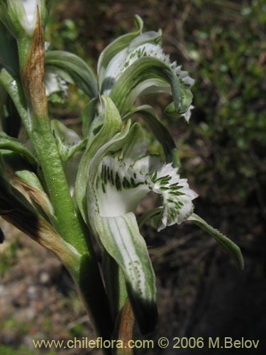 Фотография Chloraea heteroglossa (orquidea blanca). Щелкните, чтобы увеличить вырез.