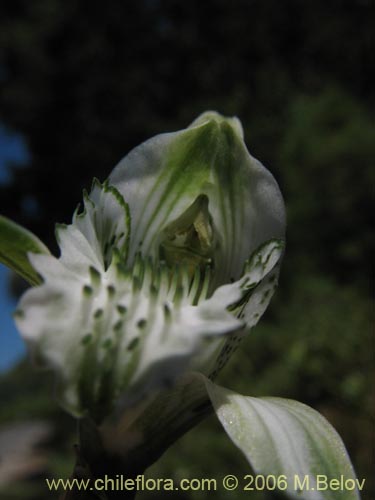 Bild von Chloraea heteroglossa (orquidea blanca). Klicken Sie, um den Ausschnitt zu vergrössern.