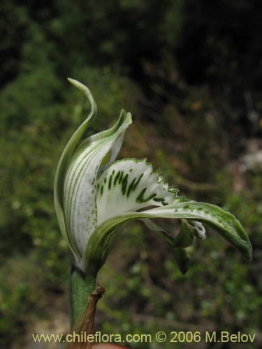 Bild von Chloraea heteroglossa (orquidea blanca). Klicken Sie, um den Ausschnitt zu vergrössern.