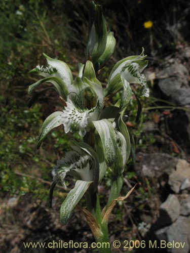 Image of Chloraea heteroglossa (orquidea blanca). Click to enlarge parts of image.