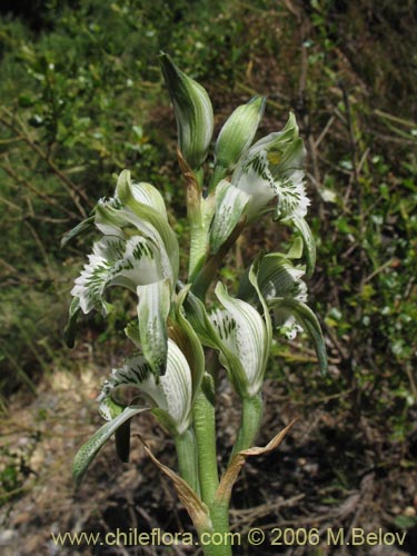 Image of Chloraea heteroglossa (orquidea blanca). Click to enlarge parts of image.