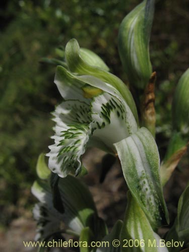 Imágen de Chloraea heteroglossa (orquidea blanca). Haga un clic para aumentar parte de imágen.