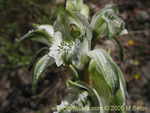 Bild von Chloraea heteroglossa (orquidea blanca). Klicken Sie, um den Ausschnitt zu vergrössern.