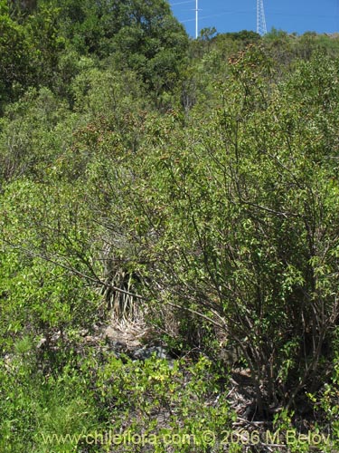 Image of Podanthus ovatifolius (Mitique / Palo negro). Click to enlarge parts of image.