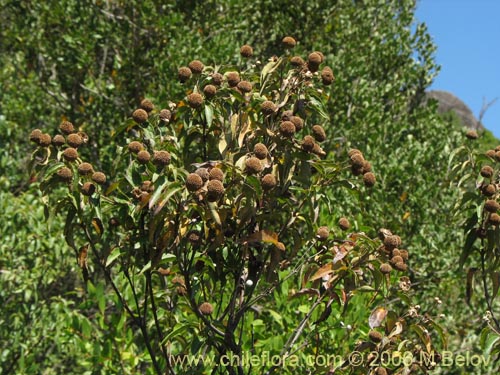 Bild von Podanthus ovatifolius (Mitique / Palo negro). Klicken Sie, um den Ausschnitt zu vergrössern.
