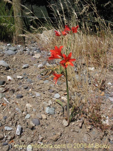 Image of Rhodophiala splendens (Añañuca esplendorosa). Click to enlarge parts of image.