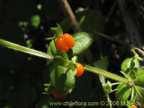 Image of Galium hypocarpium (Relbún). Click to enlarge parts of image.