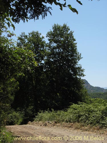 Imágen de Nothofagus alpina (Raulí / Roblí). Haga un clic para aumentar parte de imágen.