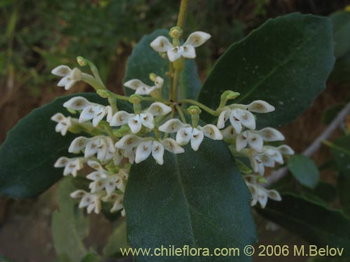 Фотография Lomatia dentada (Avellanillo / Avellanito / Palo negro / Piñol). Щелкните, чтобы увеличить вырез.