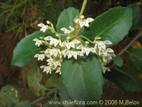 Фотография Lomatia dentada (Avellanillo / Avellanito / Palo negro / Piñol). Щелкните, чтобы увеличить вырез.