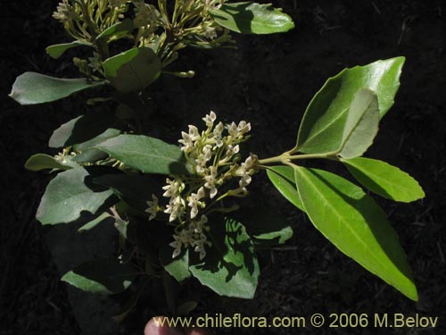 Фотография Lomatia dentada (Avellanillo / Avellanito / Palo negro / Piñol). Щелкните, чтобы увеличить вырез.