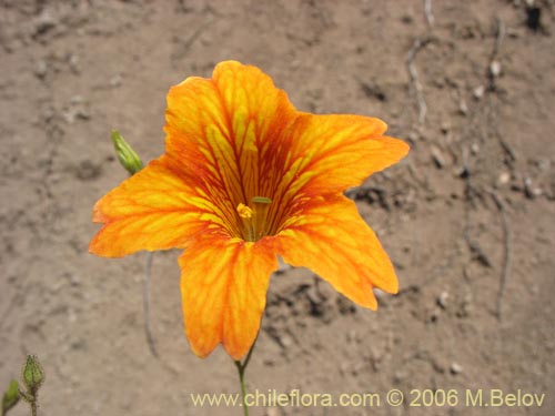 Bild von Salpiglossis sinuata (Palito amargo). Klicken Sie, um den Ausschnitt zu vergrössern.