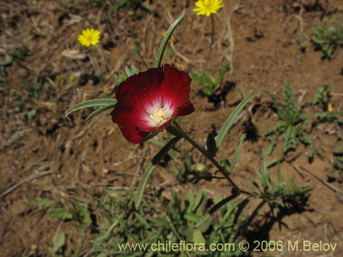 Imágen de Clarkia tenella (Sangre de toro / Inutil / Huasita). Haga un clic para aumentar parte de imágen.