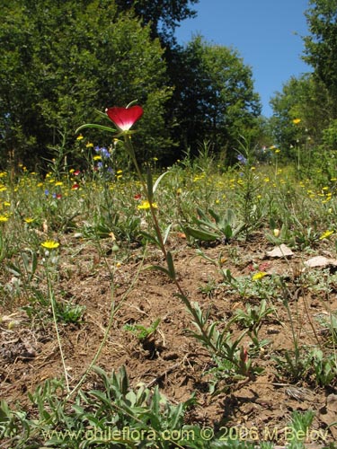 Image of Clarkia tenella (Sangre de toro / Inutil / Huasita). Click to enlarge parts of image.