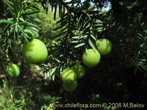 Image of Prumnopitys andina (Lleuque / Uva de cordillera). Click to enlarge parts of image.