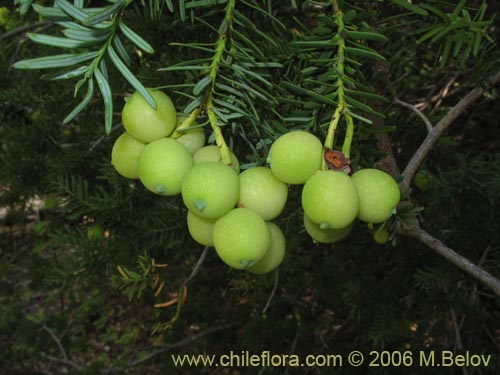 Фотография Prumnopitys andina (Lleuque / Uva de cordillera). Щелкните, чтобы увеличить вырез.