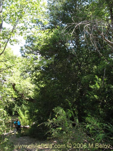 Image of Prumnopitys andina (Lleuque / Uva de cordillera). Click to enlarge parts of image.