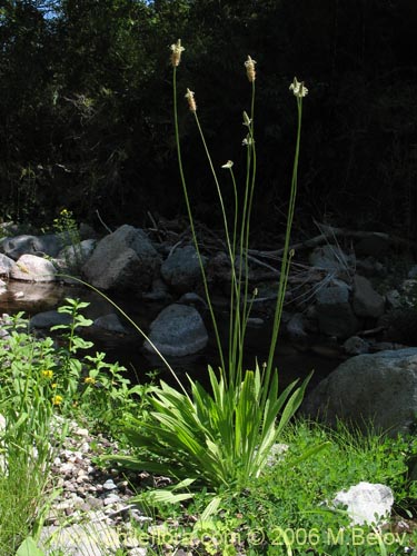 Фотография Plantago lanceolata (Llantén / Llantén menor). Щелкните, чтобы увеличить вырез.