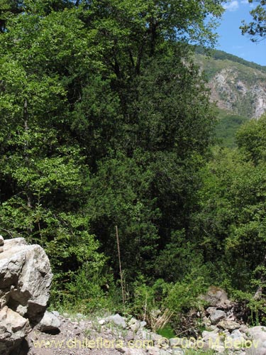 Imágen de Prumnopitys andina (Lleuque / Uva de cordillera). Haga un clic para aumentar parte de imágen.