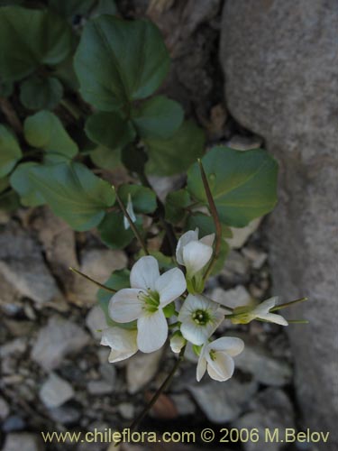 Cardamine sp. #1559の写真