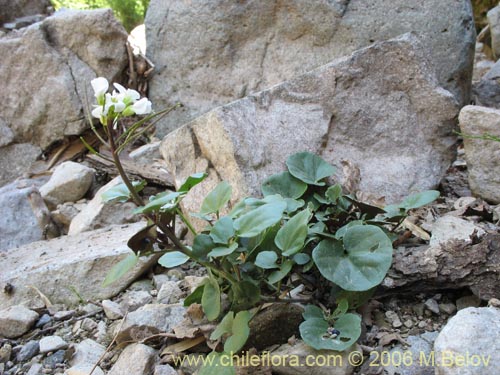 Imágen de Cardamine sp. #1559 (). Haga un clic para aumentar parte de imágen.