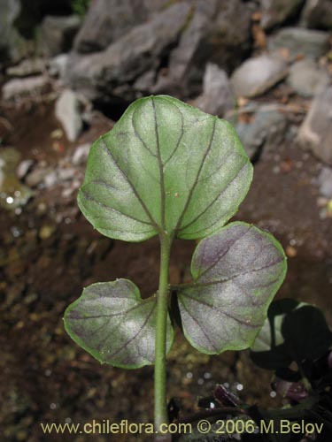 Imágen de Cardamine sp. #1559 (). Haga un clic para aumentar parte de imágen.