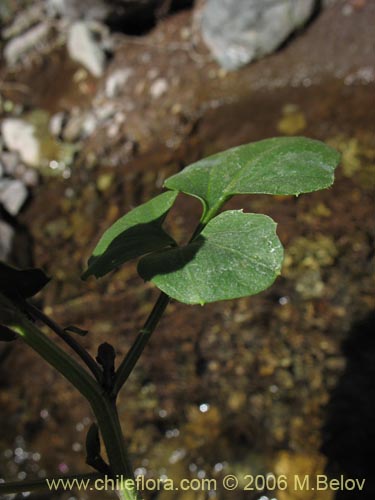 Cardamine sp. #1559的照片