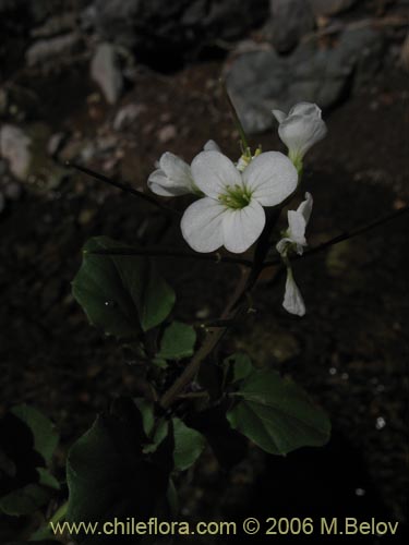 Cardamine sp. #1559の写真