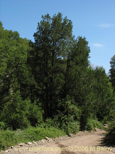 Image of Prumnopitys andina (Lleuque / Uva de cordillera). Click to enlarge parts of image.