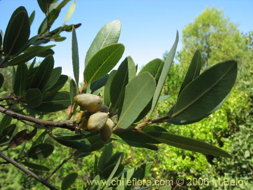 Image of Kageneckia oblonga (Bollén). Click to enlarge parts of image.