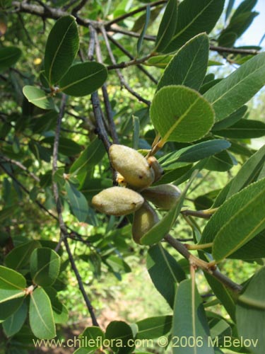 Image of Kageneckia oblonga (Bollén). Click to enlarge parts of image.