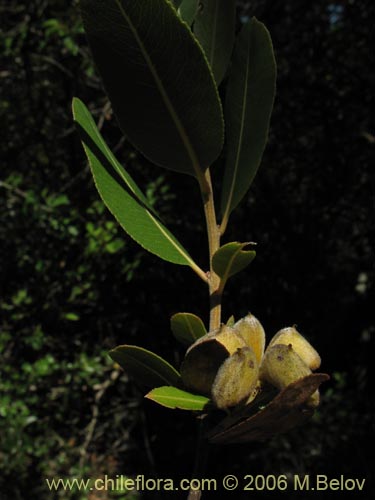 Image of Kageneckia oblonga (Bollén). Click to enlarge parts of image.