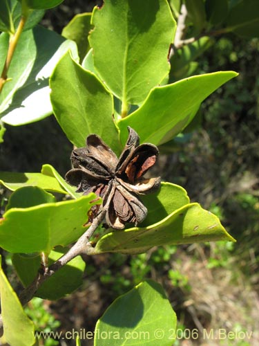 Bild von Quillaja saponaria (Quillay). Klicken Sie, um den Ausschnitt zu vergrössern.