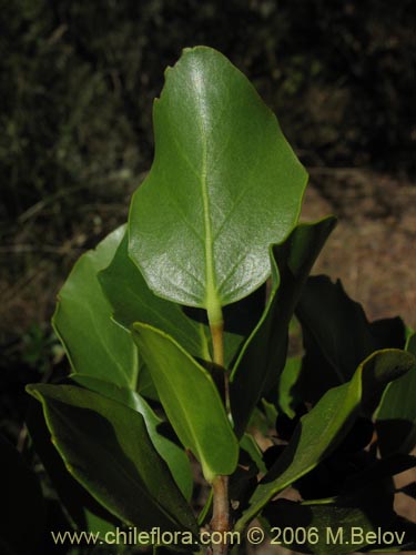 Bild von Quillaja saponaria (Quillay). Klicken Sie, um den Ausschnitt zu vergrössern.