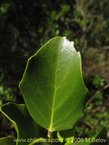 Image of Quillaja saponaria (Quillay). Click to enlarge parts of image.