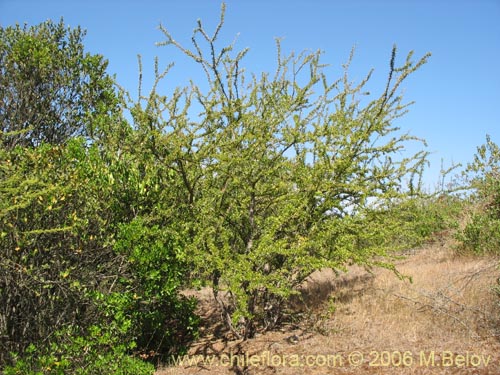 Image of Talguenea quinquinervia (Tralhuen). Click to enlarge parts of image.