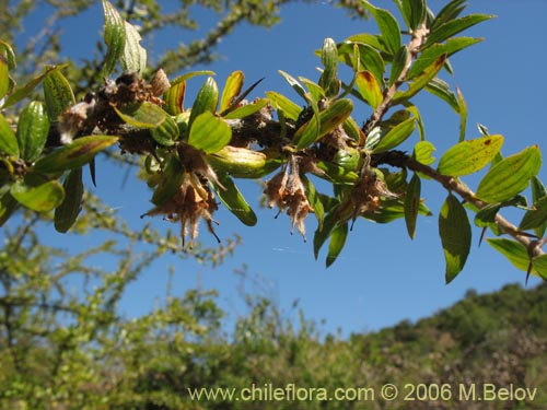 Image of Talguenea quinquinervia (Tralhuen). Click to enlarge parts of image.