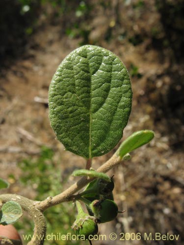 Azara dentadaの写真