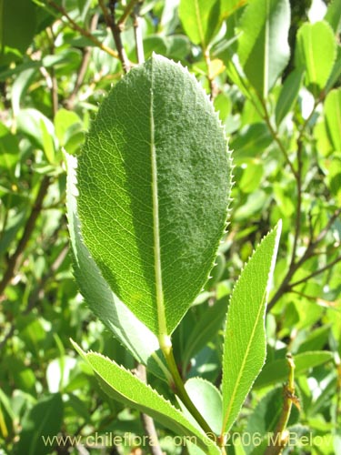 Фотография Kageneckia oblonga (Bollén). Щелкните, чтобы увеличить вырез.