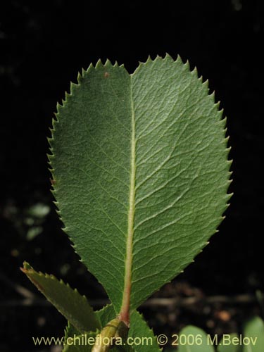 Фотография Kageneckia oblonga (Bollén). Щелкните, чтобы увеличить вырез.