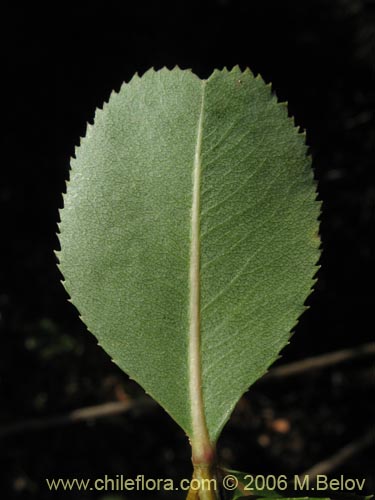 Bild von Kageneckia oblonga (Bollén). Klicken Sie, um den Ausschnitt zu vergrössern.