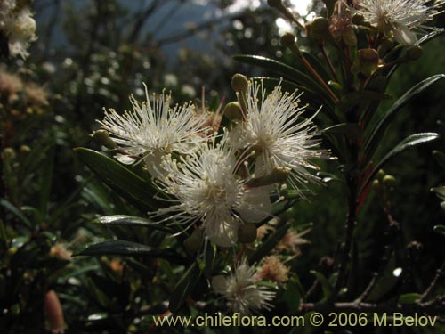 Bild von Myrceugenia lanceolata (Myrceugenia de hojas largas / Arrayancillo). Klicken Sie, um den Ausschnitt zu vergrössern.