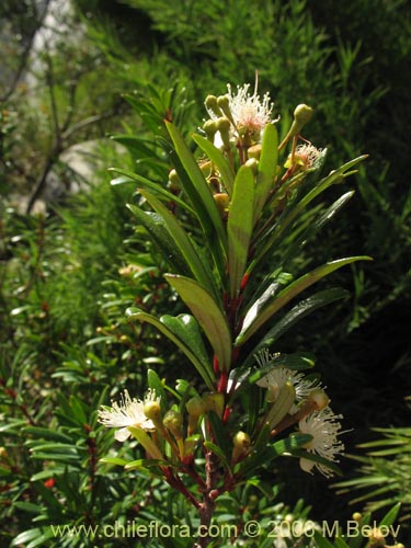 Bild von Myrceugenia lanceolata (Myrceugenia de hojas largas / Arrayancillo). Klicken Sie, um den Ausschnitt zu vergrössern.