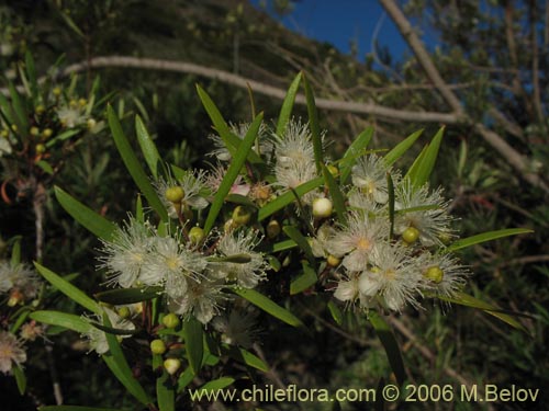 Bild von Myrceugenia lanceolata (Myrceugenia de hojas largas / Arrayancillo). Klicken Sie, um den Ausschnitt zu vergrössern.