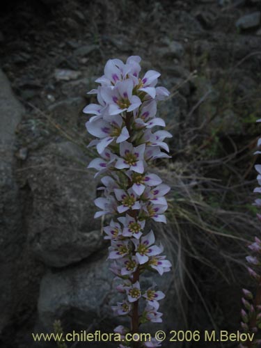 Фотография Francoa appendiculata (Llaupangue / Vara de mármol). Щелкните, чтобы увеличить вырез.