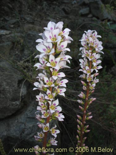 Imágen de Francoa appendiculata (Llaupangue / Vara de mármol). Haga un clic para aumentar parte de imágen.