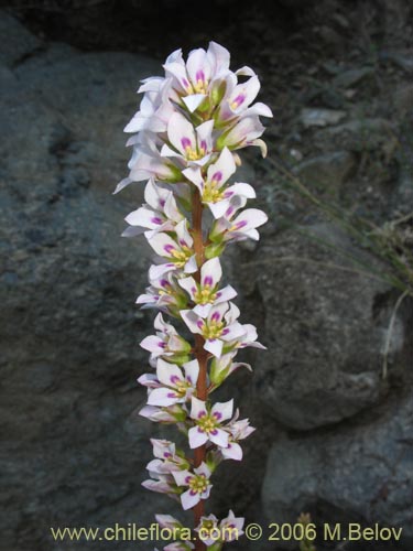 Imágen de Francoa appendiculata (Llaupangue / Vara de mármol). Haga un clic para aumentar parte de imágen.