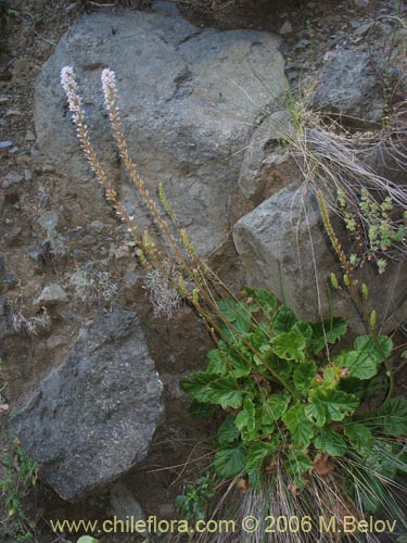 Imágen de Francoa appendiculata (Llaupangue / Vara de mármol). Haga un clic para aumentar parte de imágen.